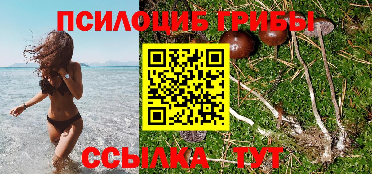 Псилоцибиновые грибы Psilocybe Дзержинский